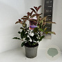 Photinia fraseri 'Camilvy' 20-30 cm 2,0L