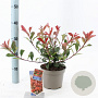 Photinia fraseri Carré Rouge 25-30 cm 2,0L