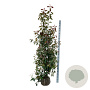 Photinia fraseri 'Red Robin' 175-200 cm met kluit extra