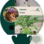 Cynara scolymus GM P9