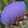 Cynara scolymus GM P9
