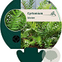 Cyrtomium falcatum GM P9