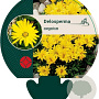 Delosperma congestum GM P9