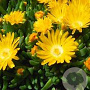 Delosperma congestum 'Gold Nugget' GM P9