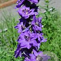 Delphinium (P) 'Magic Fountain' GM P9
