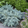 Picea pungens 'Karpaten' 20-25 cm 3,0L