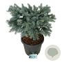 Picea pungens 'Karpaten' 40 cm stam 30L
