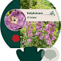 Delphinium (P) 'Astolat' GM P9