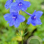 Delphinium (B) 'Atlantis' GM P9