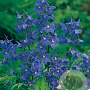 Delphinium (B) 'Bellamosum' GM P9