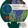 Delphinium (B) 'Bellamosum' GM P9