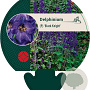 Delphinium (P) 'Black Knight' GM P9