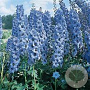 Delphinium 'Blauwal' GM P9