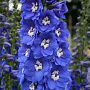 Delphinium (P) 'Blue Bird' GM P9