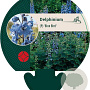 Delphinium (P) 'Blue Bird' GM P9