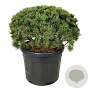 Pinus mugo 'Mumpitz' 80-100 cm cont. 110L solitair