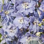 Delphinium (P) 'Camelliard' GM P9