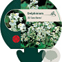 Delphinium (B) 'Casa Blanca' GM P9