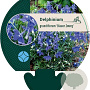 Delphinium gr. 'Blauer Zwerg' GM P9