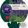 Delphinium (P) 'King Arthur' GM P9
