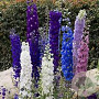 Delphinium Pacific Giant Mix GM P9