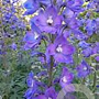 Delphinium 'Polarnacht' GM P9