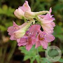 Delphinium ruysii 'Pink Sensation' GM P9