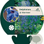 Delphinium (B) 'Völkerfrieden' GM P9