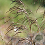 Deschampsia cesp. 'Bronzeschleier' GM P9