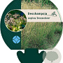 Deschampsia cesp. 'Bronzeschleier' GM P9