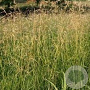 Deschampsia cesp. 'Goldschleier' GM P9