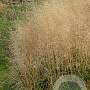 Deschampsia cesp. 'Palava' GM P9