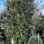 Quercus ilex GM container lage leivorm lei 120x200