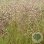 Deschampsia flexuosa GM P9