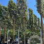Quercus ilex 25-30 HO container 220 cm stam lei 180x180