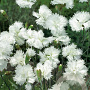 Dianthus (PL) 'Albus Plenus' GM P9
