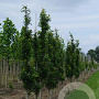 Quercus pal. Green Pillar 14-16 HO draadkluit geveerd