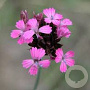 Dianthus carthusianorum GM P9