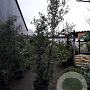 Quercus suber 200-250 cm cont. 70L meerstammig