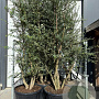 Quercus suber 250 cm container meerstammig