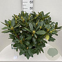 Rhododendron 'Cunningham's White' 60-80 cm 20L
