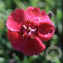 Dianthus grat. 'Rotkäppchen' GM P9