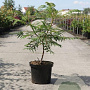 Rhus glabra 'Laciniata' 60-80 cm 10L