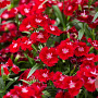 Dianthus 'Roodkapje' GM P9