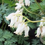 Dicentra formosa 'Aurora' GM P9