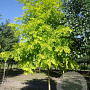 Robinia ps. 'Frisia' 14-16 HO draadkluit