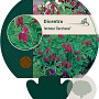 Dicentra formosa 'Bacchanal' GM P9
