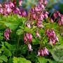 Dicentra formosa 'Bountiful' GM P9