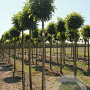 Robinia ps. 'Umbraculifera' 30-35 HO draadkluit geknot 200 cm stam