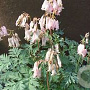 Dicentra formosa 'Langtrees' GM P9